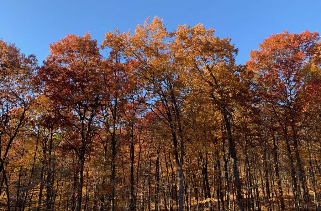 Fall in Tyrone, PA